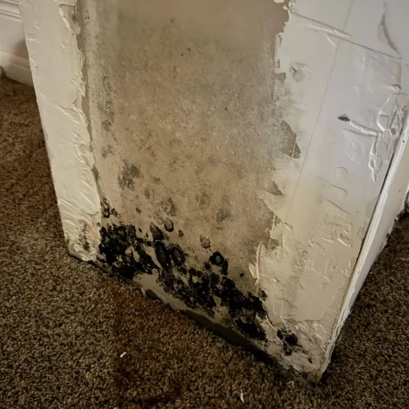 Professional Mold Removal in Papillion, NE